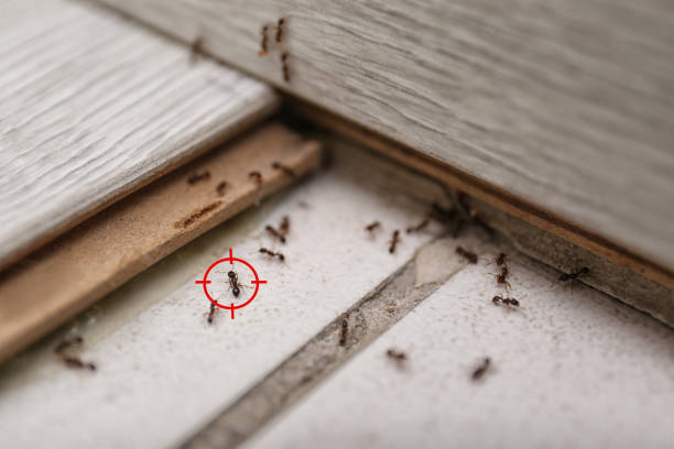 Wildlife Control Services in Sheridan, CO