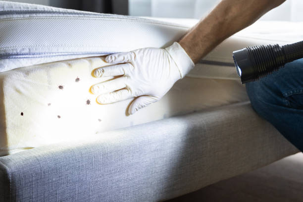 Best Emergency Pest Control  in Sheridan, CO