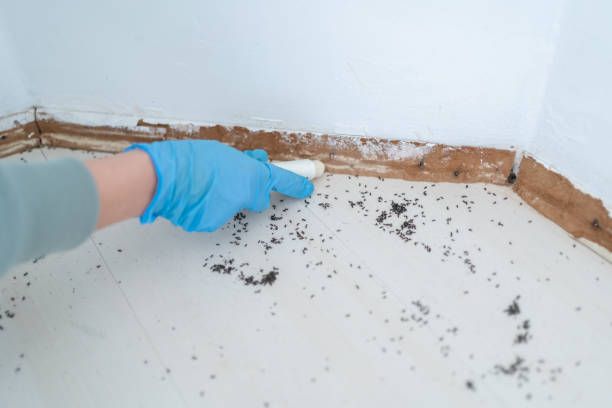 Best Pest Prevention Services  in Sheridan, CO